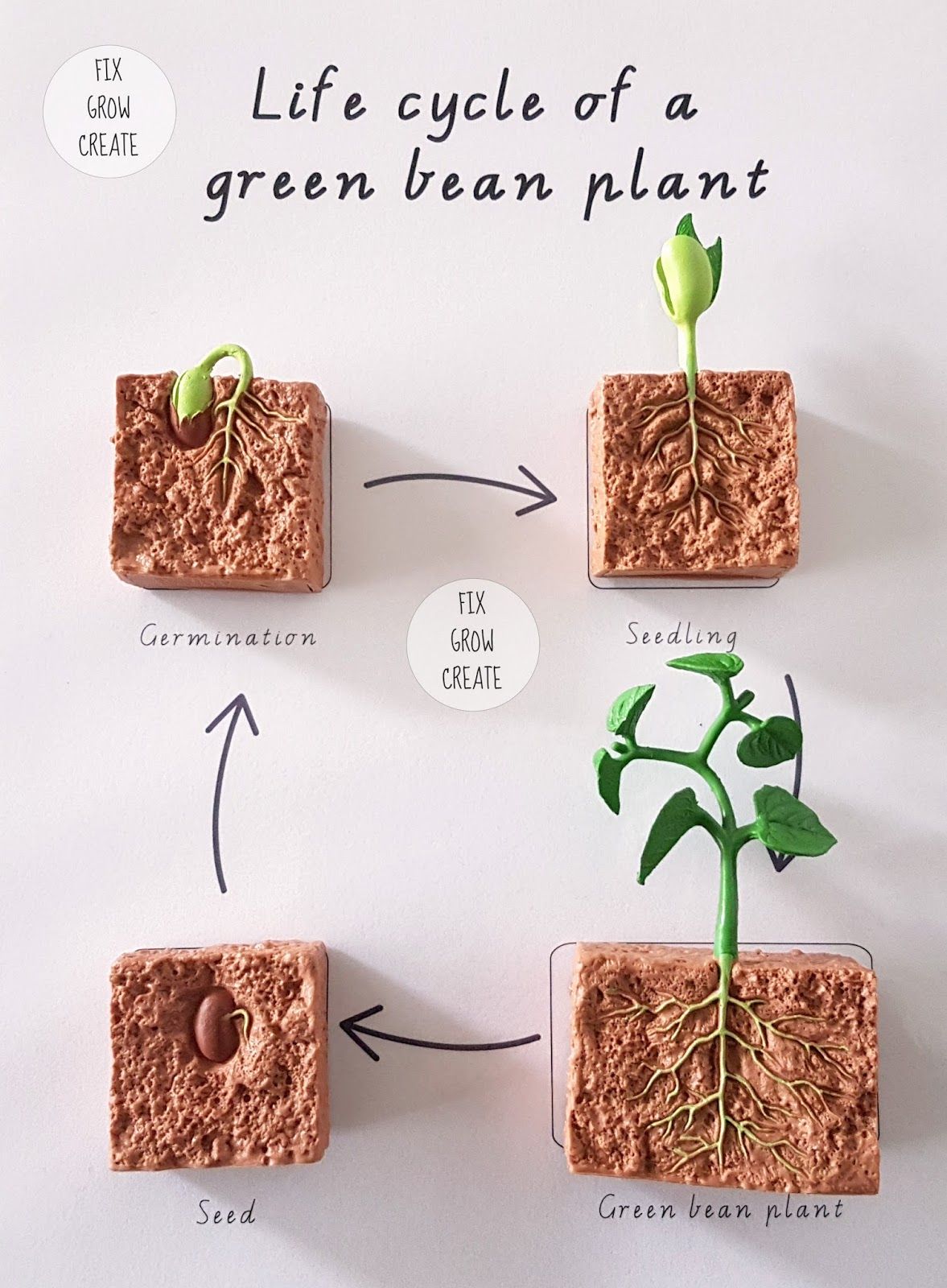 Life Cycle Of A Green Bean Plant Independent Living